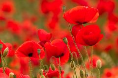 Poppy Appeal in Somerset