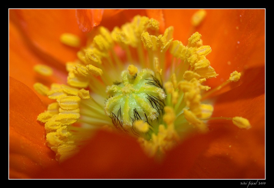 Poppy...