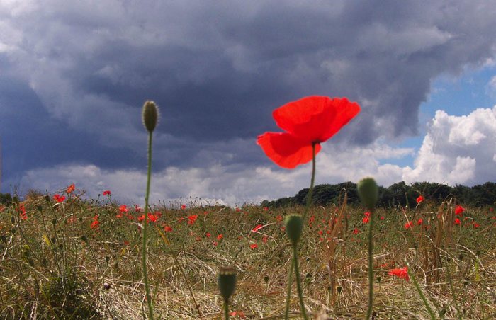 Poppy Before The Storm