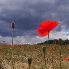 Poppy Before The Storm