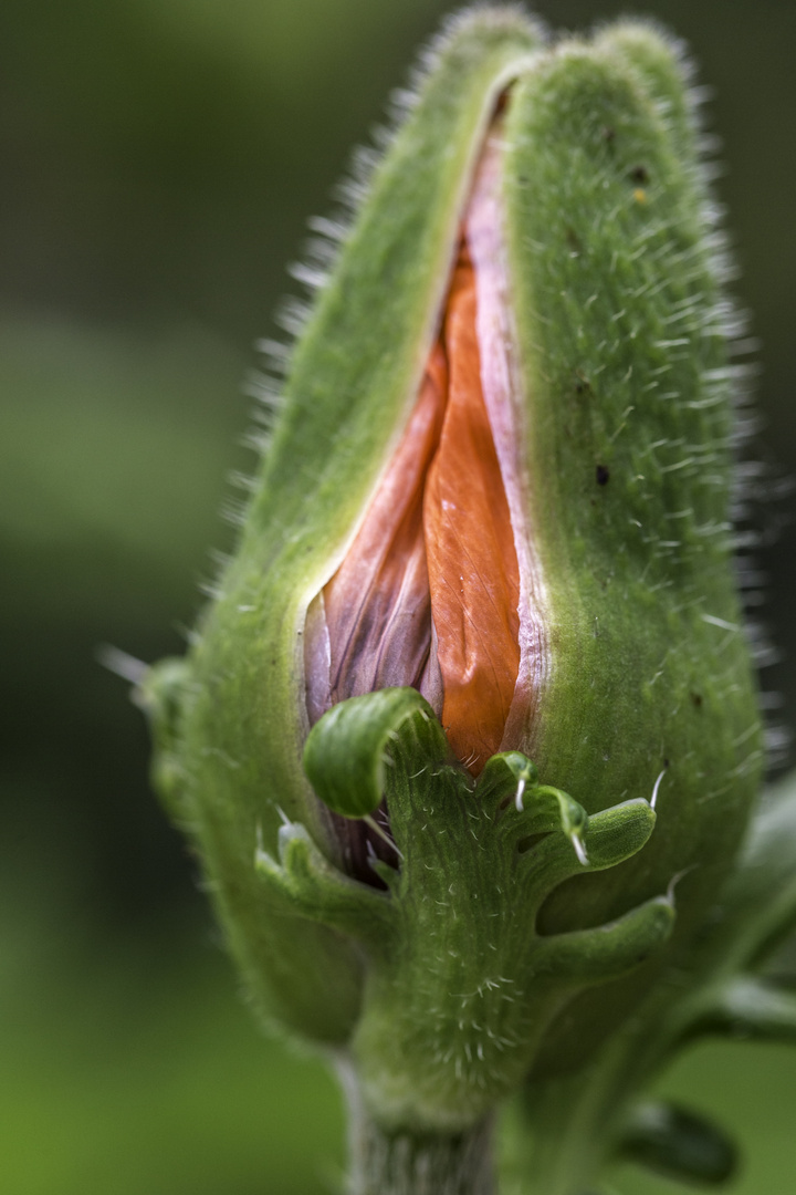 Poppy Breaking Through