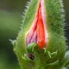 Poppy Breaking Through