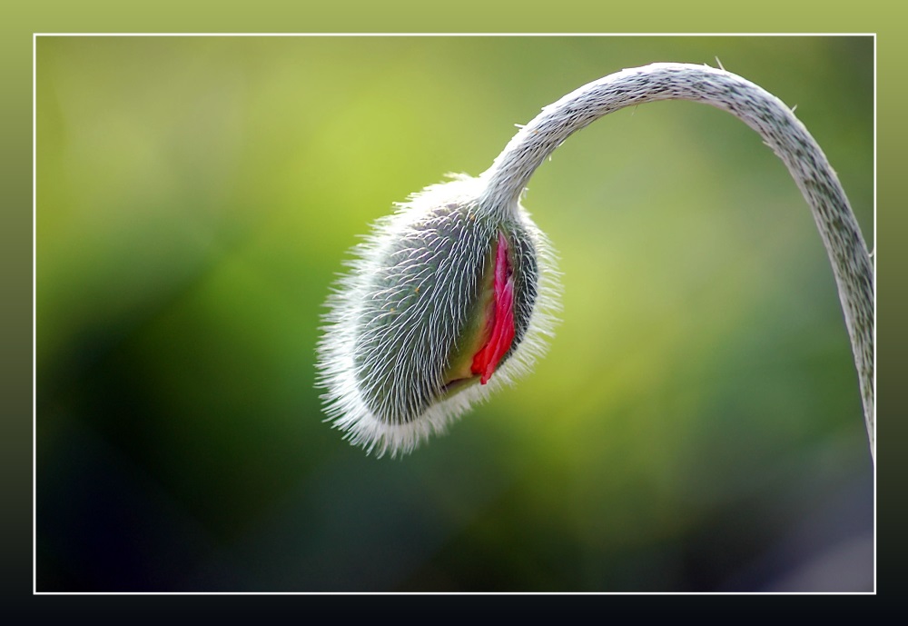 Poppy bud