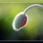 Poppy bud