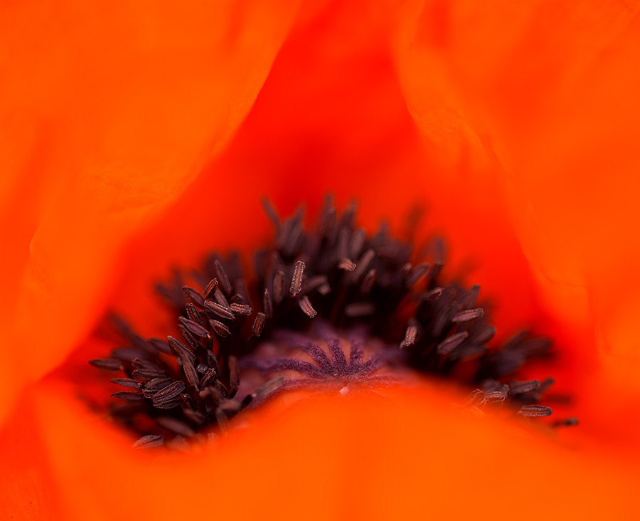 poppy