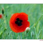 poppy colours