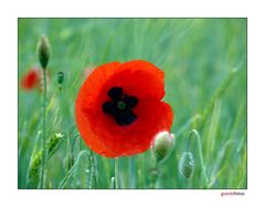 poppy colours