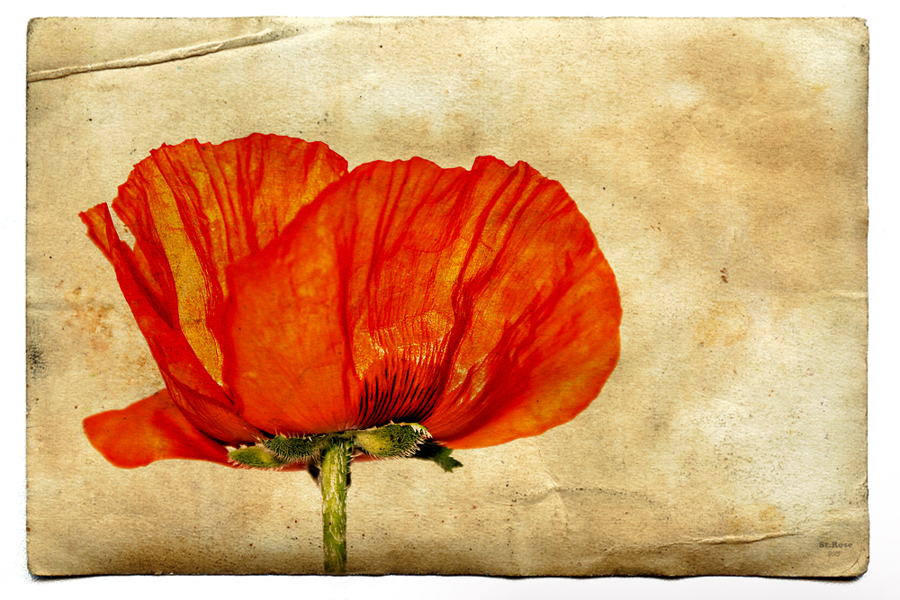 **POPPY**