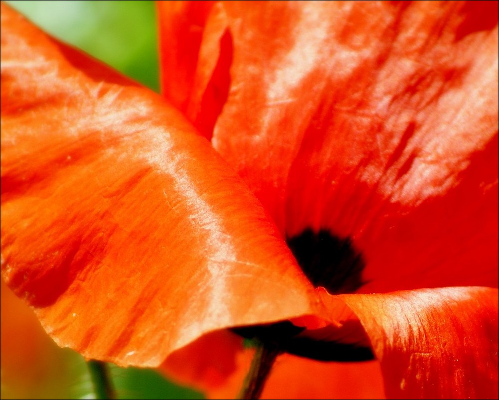 poppy..