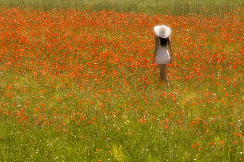 Poppy de rêve