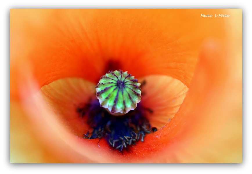 Poppy dream