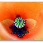 Poppy dream