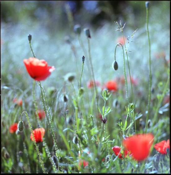 poppy dreams.