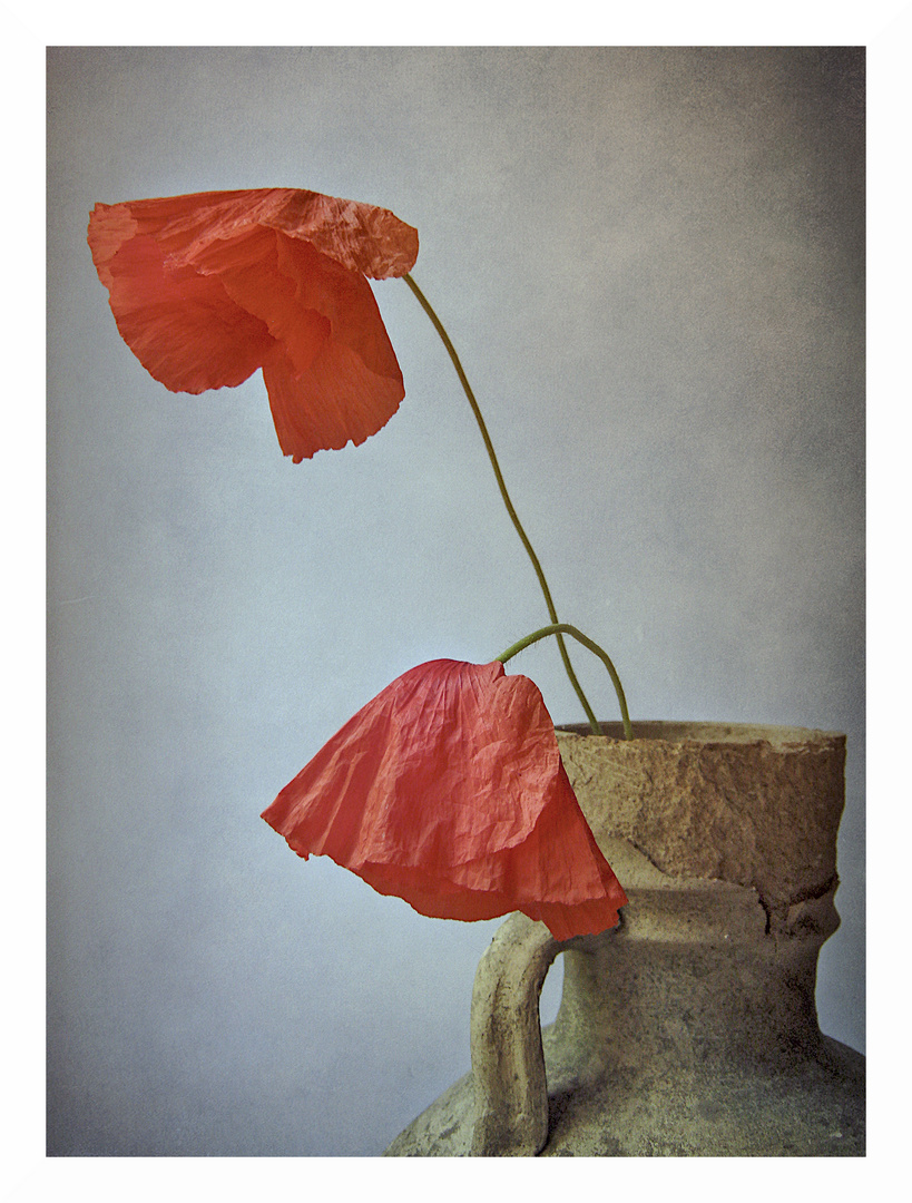Poppy