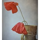 Poppy