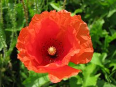 poppy