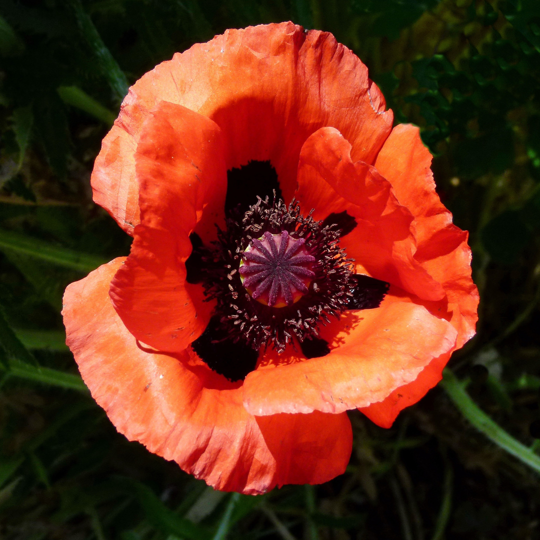 poppy