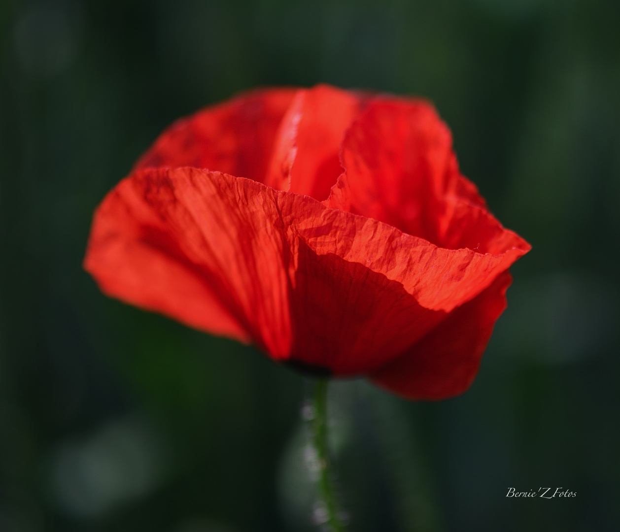 Poppy