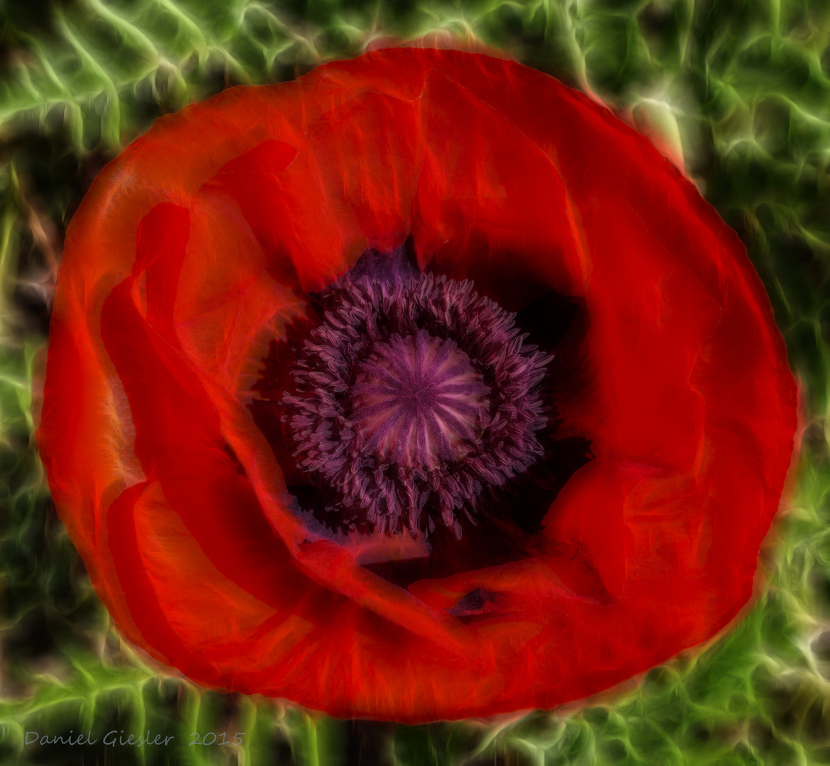 poppy