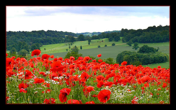 Poppy field