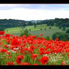 Poppy field