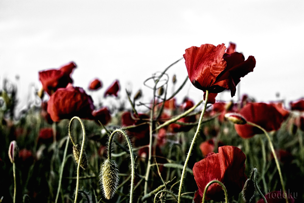 poppy field