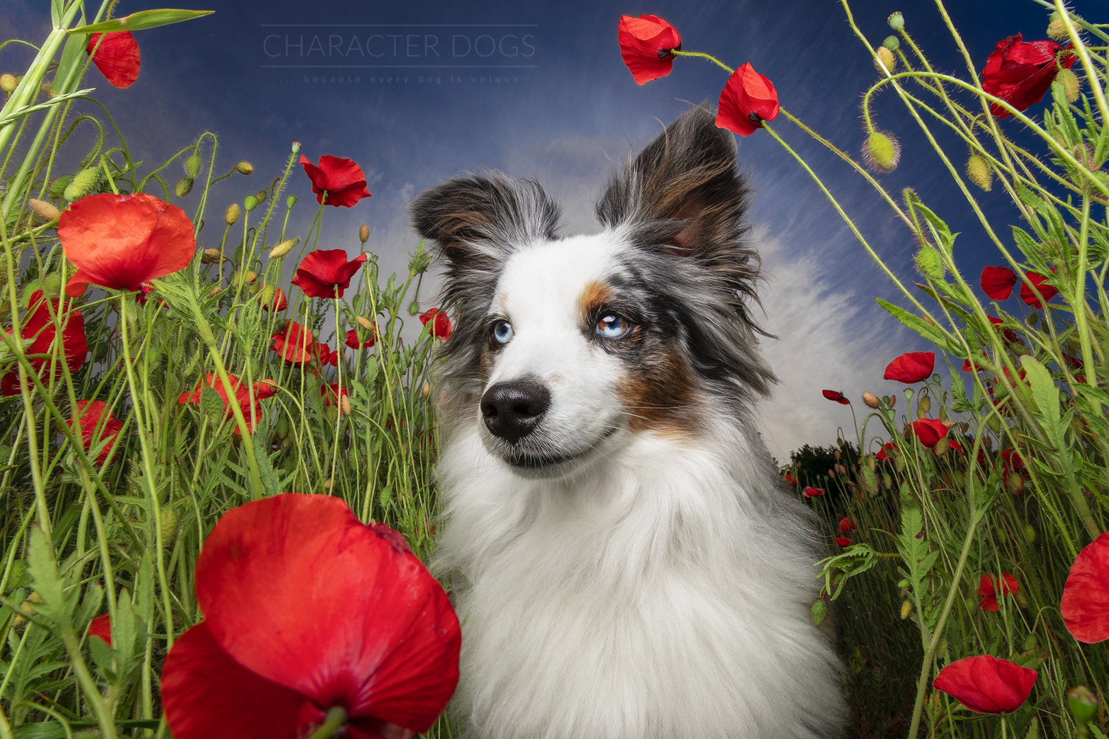 Poppy Field