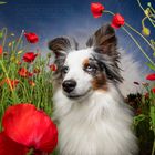 Poppy Field