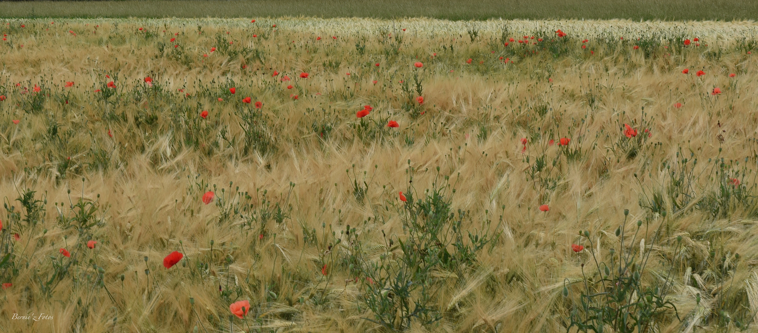 Poppy field