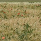 Poppy field