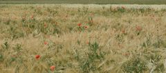 Poppy field