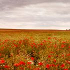 poppy field