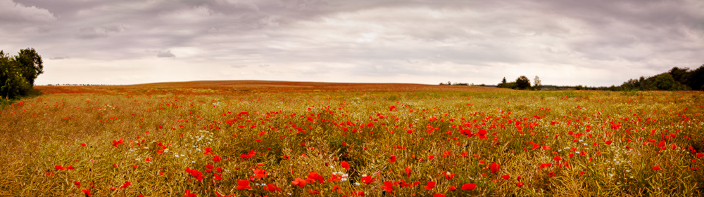 poppy field