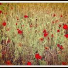 Poppy Field