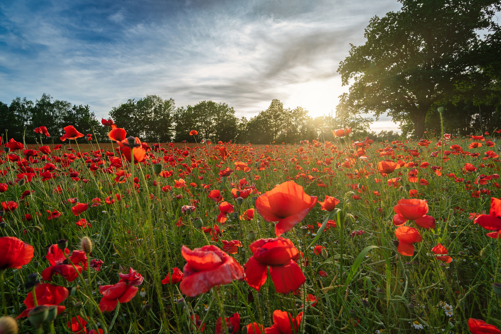 Poppy field