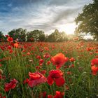 Poppy field