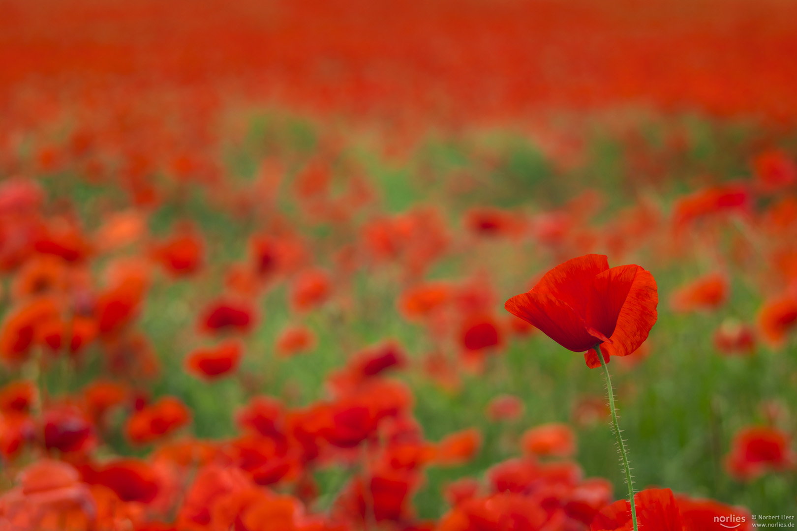 poppy field