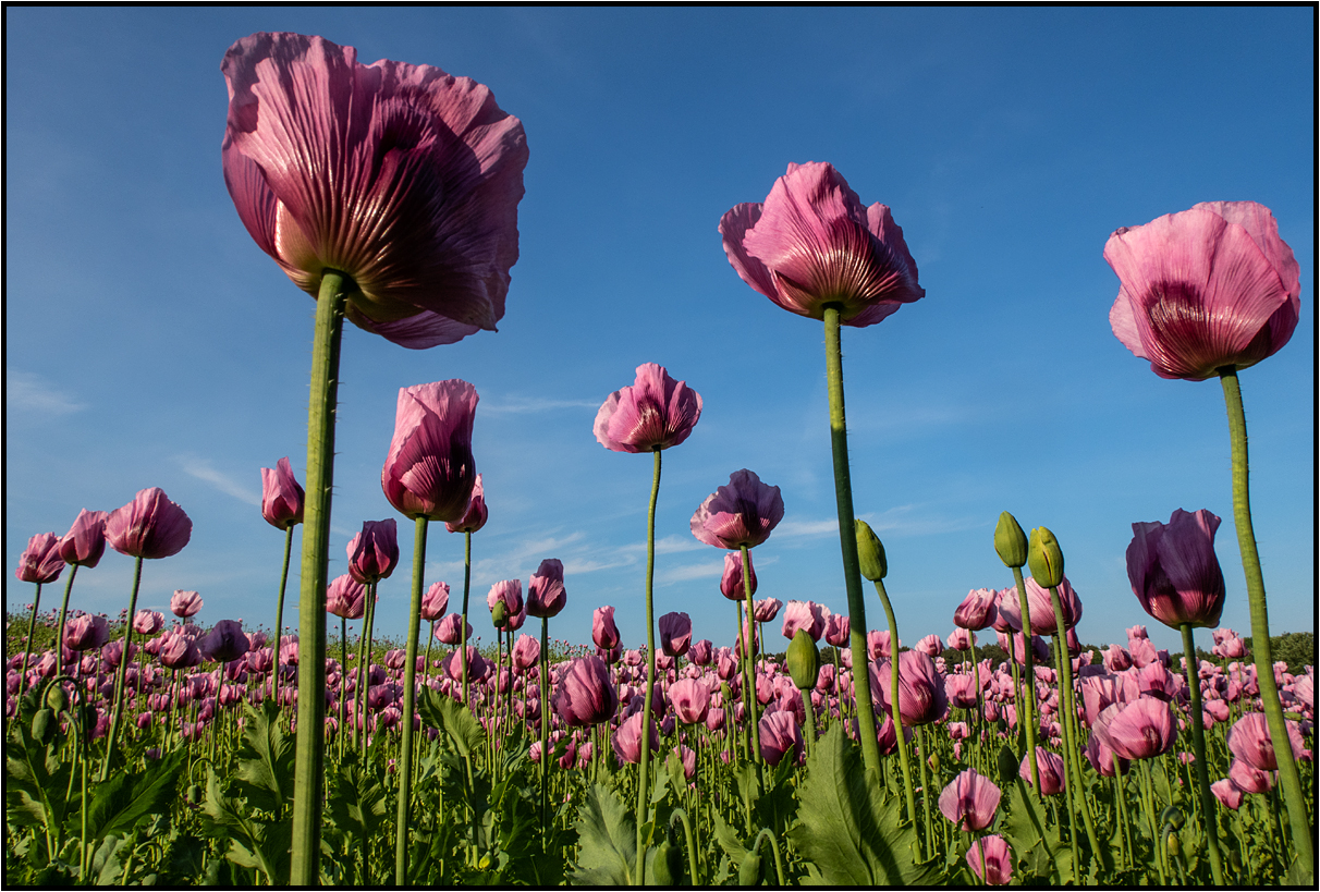 poppy field