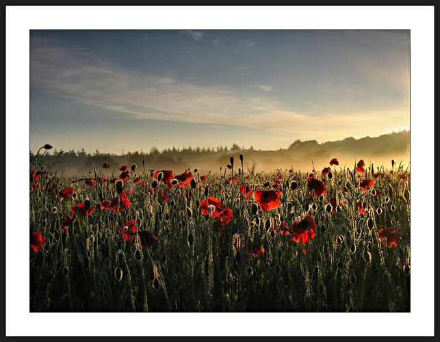 Poppy-field at sunrise