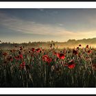 Poppy-field at sunrise