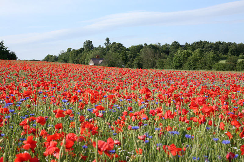 Poppy Field