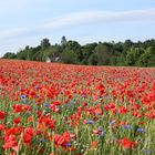 Poppy Field