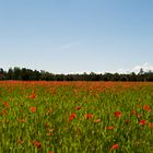 poppy field