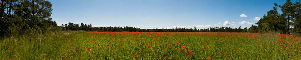 poppy field