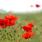 poppy field - baltic sea in Boltenhagen