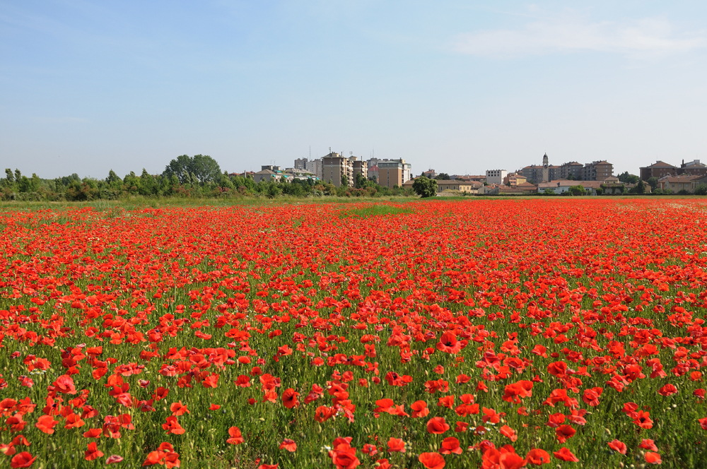 Poppy field