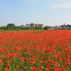 Poppy field