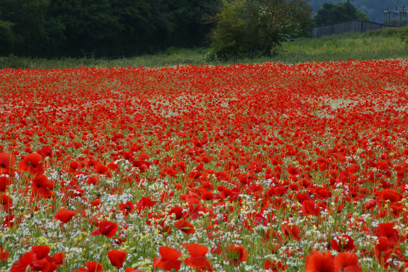 Poppy field