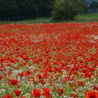 Poppy field