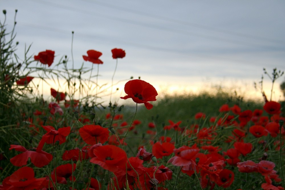 Poppy field